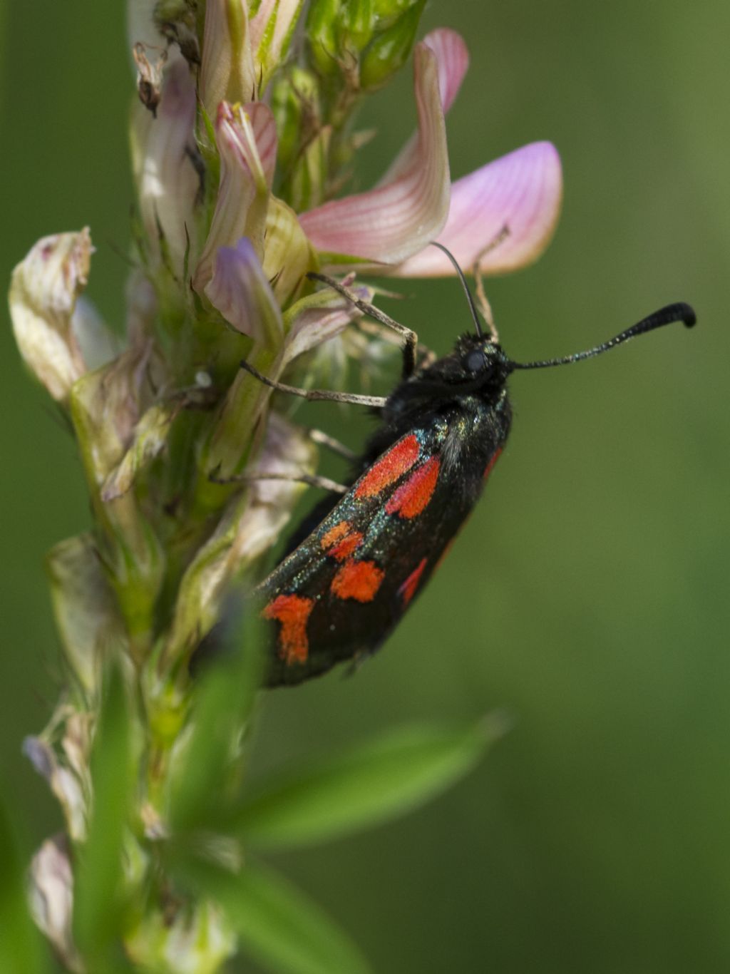 Zygaena oxytropis?   S !